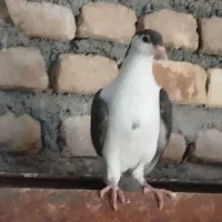 جوجه ساده و سبز نر