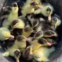 جوجه اردک اسرائیلی