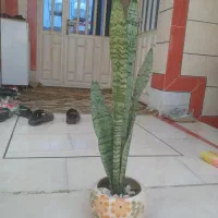 به فروش میرسد