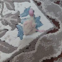 جوجه عروس 150