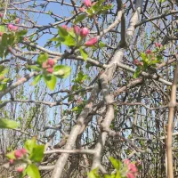 استخدام باغبان