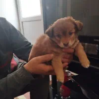 واگذاری توله سگ ۳ماهه