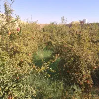 فروش انار|خوردنی و آشامیدنی|میبد, |دیوار