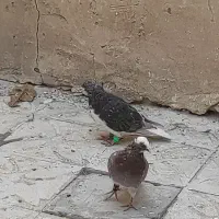 کبوتر|پرنده|سپیدان, |دیوار