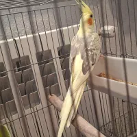 عروس هلندی جفت کار داده 14ماهه