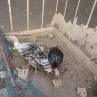 بوقلمون برنز