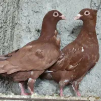 کبوتر میلومنز اصل