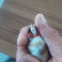 چونه سفید نر|پرنده|رشت, منظریه|دیوار