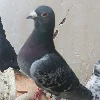 کفتر پلاکی نر شکار گرفتم