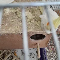 عروس هلندی|پرنده|محلات, |دیوار