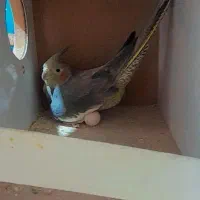 عروس هلندی نروماده|پرنده|قدس, شهرقدس|دیوار