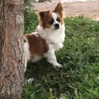 سگ پامر اشپیتز|سگ|سیرجان, |دیوار