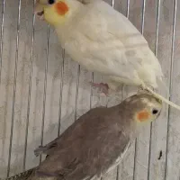 عروس هلندی جفت است