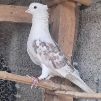 کبوتر نر اث