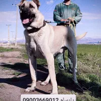 آلابای روس اصیل با ضمانتنامه|سگ|اصفهان, میرعماد|دیوار