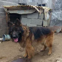 ژرمن نر|سگ|رشت, نظری|دیوار