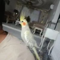 عروس هلندی|پرنده|نظرآباد, نجم آباد|دیوار