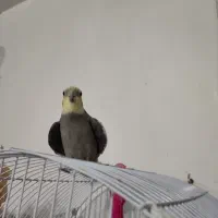 عروس هلندی نر سخنگو