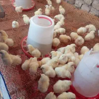 جوجه خروسک رنگ نشده و گوشتی رای 308