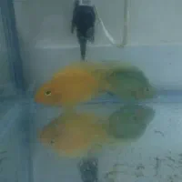 دو عدد ماهی پرت سالم و سرحال