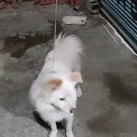 سگ اشپیتز روباهی