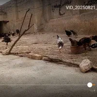 فروش بوقلمون|حیوانات مزرعه|کازرون, |دیوار