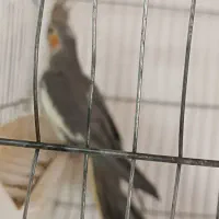 شلنگ هدرولینگ ریو|قطعات یدکی و لوازم جانبی|باسمنج, |دیوار