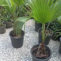 فروش پالم به تعداد محدود