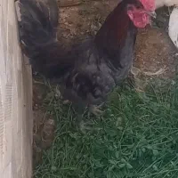 فروش خروس محلی