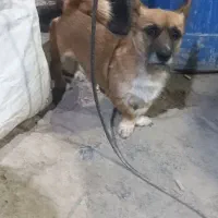 واگذاری سگ|سگ|پاکدشت, خاتون آباد|دیوار