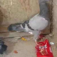 کفتر فروشی چهار تا جوجه نر سرکله دار ابلغ|پرنده|صابری, |دیوار