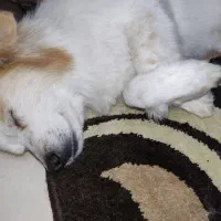 واگذاری رایگان سگ