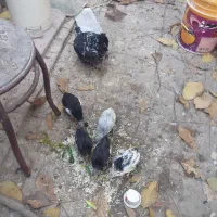 مرغ گلین اصل با۵ جوجه