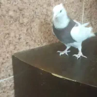 تعدادی کبوتر|پرنده|جیرفت, |دیوار