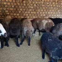 9راس بره نر 35کیلو|حیوانات مزرعه|قزوین, |دیوار