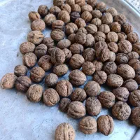 گردو محلی درجه یک کاغذی|خوردنی و آشامیدنی|کلاترزان, |دیوار