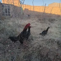 مرغ و خروس لاری|حیوانات مزرعه|صوفیان, |دیوار