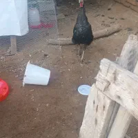 بوقلمون نرماده|حیوانات مزرعه|سیمین شهر, |دیوار