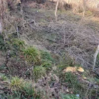 فروش زمین|فروش زمین و ملک کلنگی|پل سفید, |دیوار