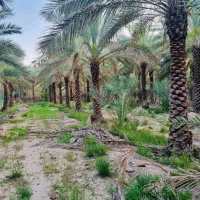 نخل هایی ک به زیبا ترین درختان جهان معروفند|خدمات باغبانی و درختکاری|رشت, فرودگاه سردار جنگل رشت|دیوار