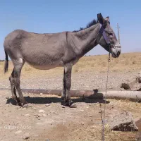 الاغ|حیوانات مزرعه|دهلران, |دیوار