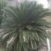 گل سیکاس چهل سال به بالا