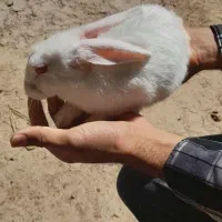 فروش انواع مدل خرگوش