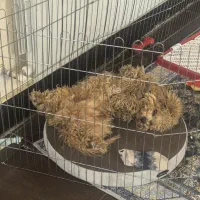 فروش پودل اصلی 8 ماهه