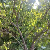 باغ واقع در دهکده توریستی امند|فروش خانه و ویلا|صوفیان, |دیوار