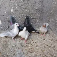 کفتر کبوتر|پرنده|مشهد, شهید معقول|دیوار
