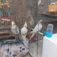 عروس هلندی سه جفت