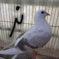 کفتر پرشی سبز ماده ،پشت زرد معاوضه باطوطی برزیلی|پرنده|محمدشهر, همایون ویلا|دیوار