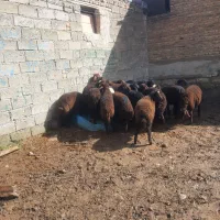 گوسفند وبره داشتی برای کوه ونگهداری  اصل افشار
