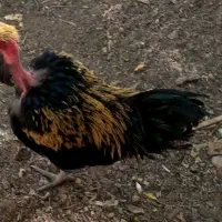 خروس خانگی|حیوانات مزرعه|میبد, |دیوار